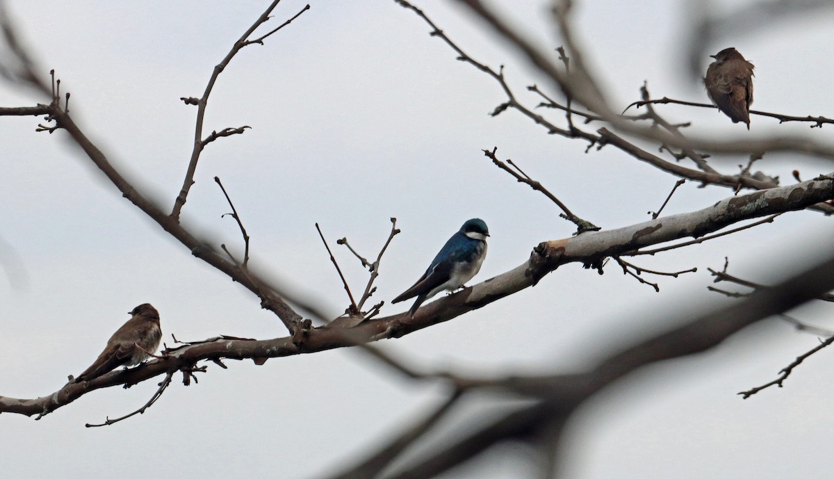 Tree Swallow - ML432312971