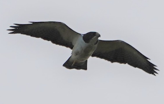 Short-tailed Hawk - ML432313111
