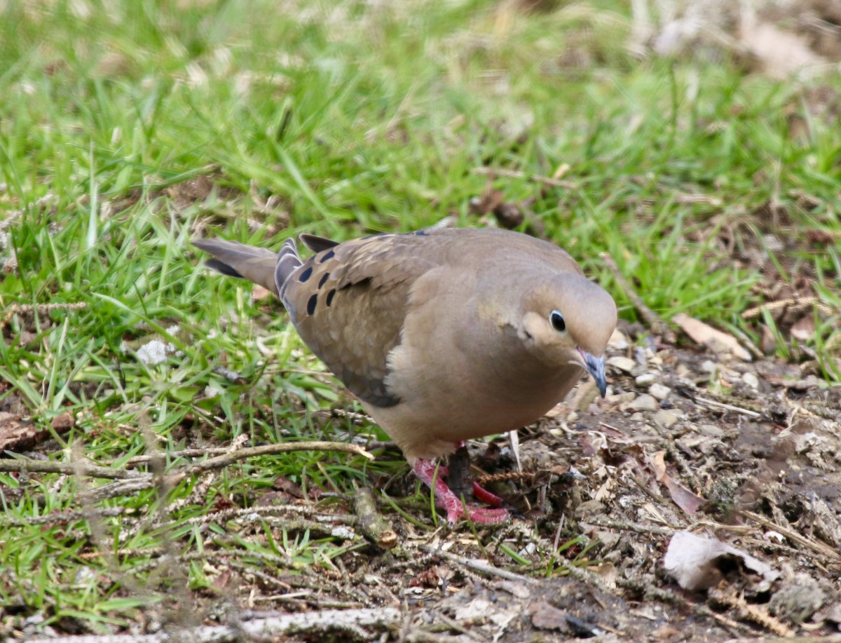 Mourning Dove - ML432313211