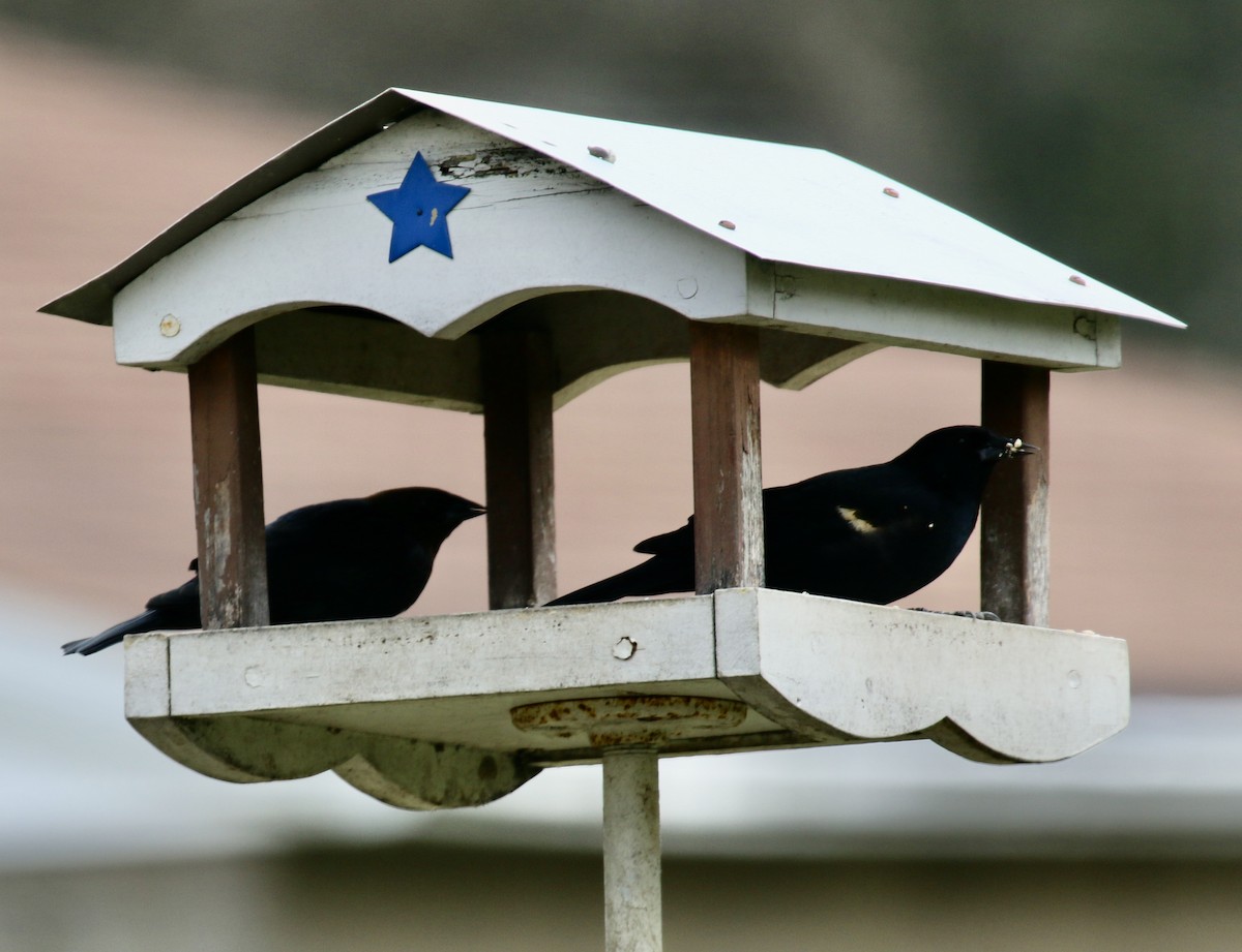 Red-winged Blackbird - ML432313411