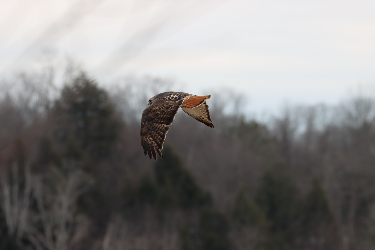 Red-tailed Hawk - Stan Fairchild