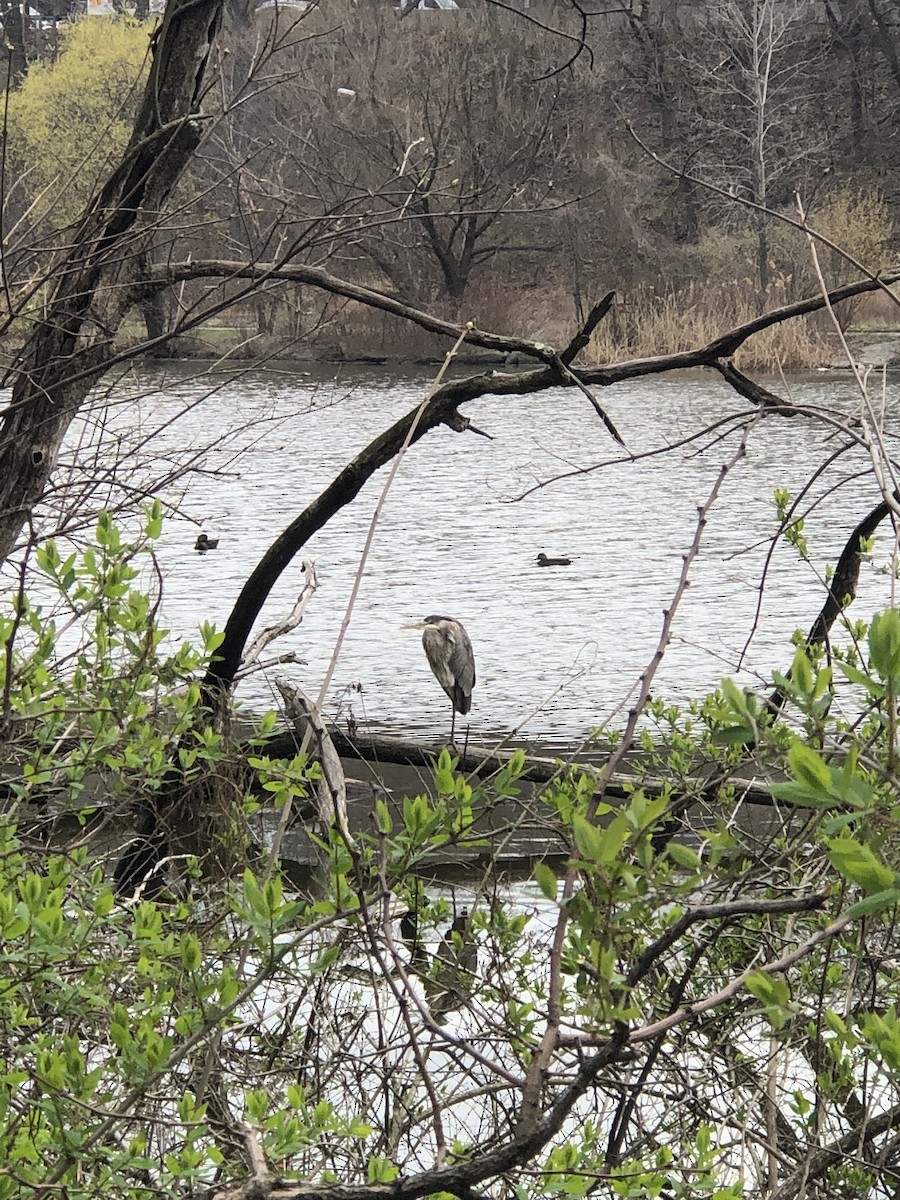 Great Blue Heron - ML432313921