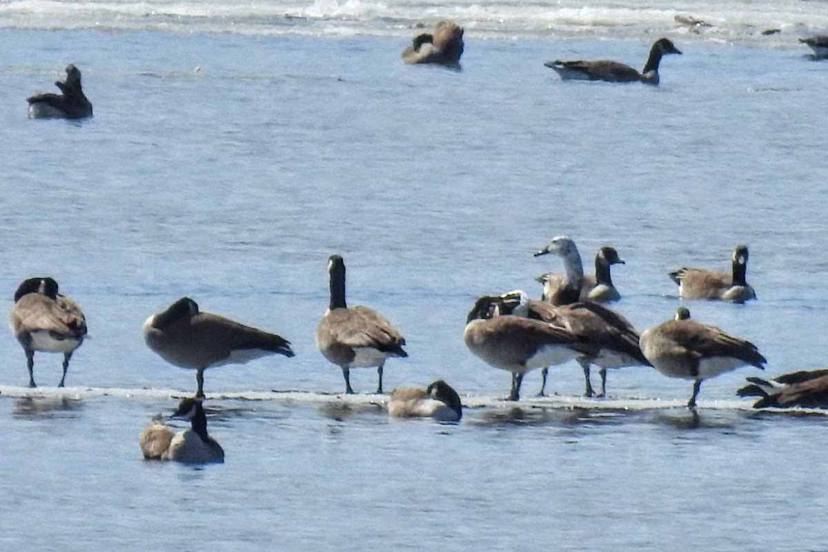 Snow x Canada Goose (hybrid) - ML432314201