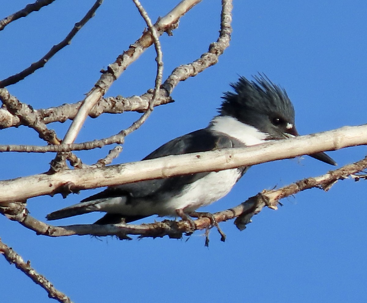 Belted Kingfisher - ML432314281