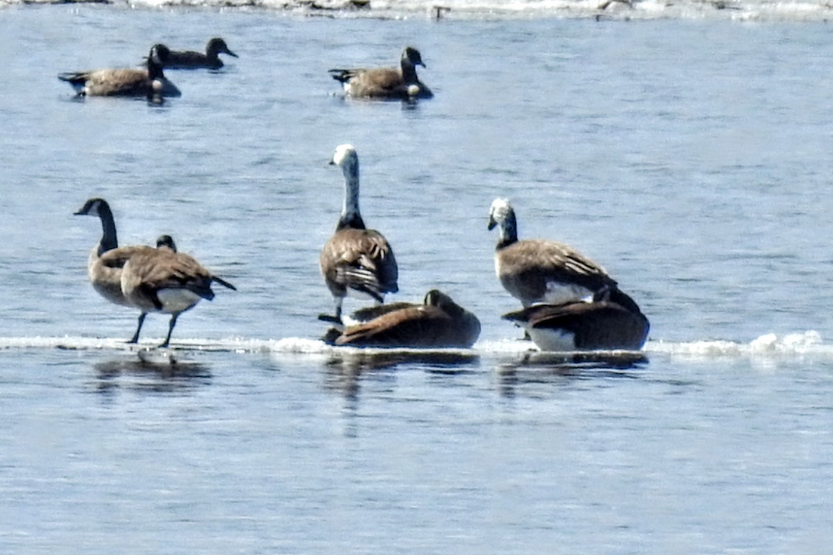 Snow x Canada Goose (hybrid) - ML432314911