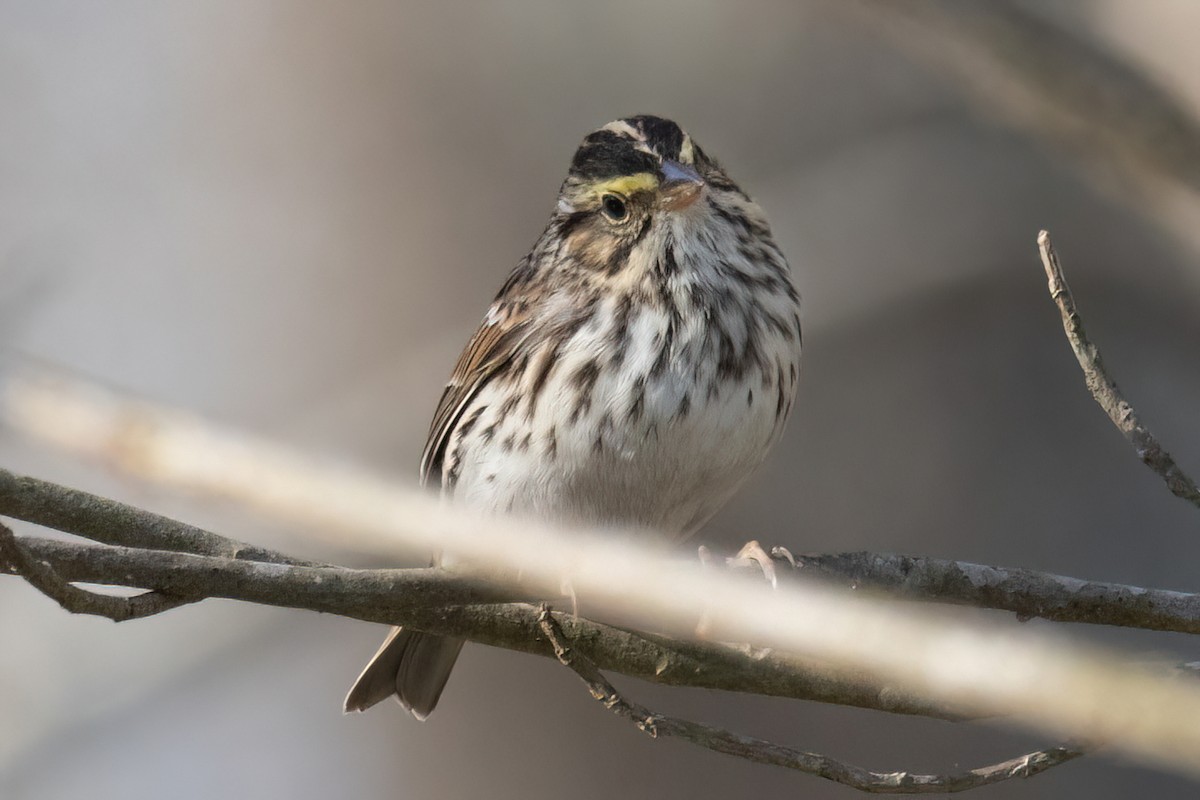 Savannah Sparrow - ML432315421