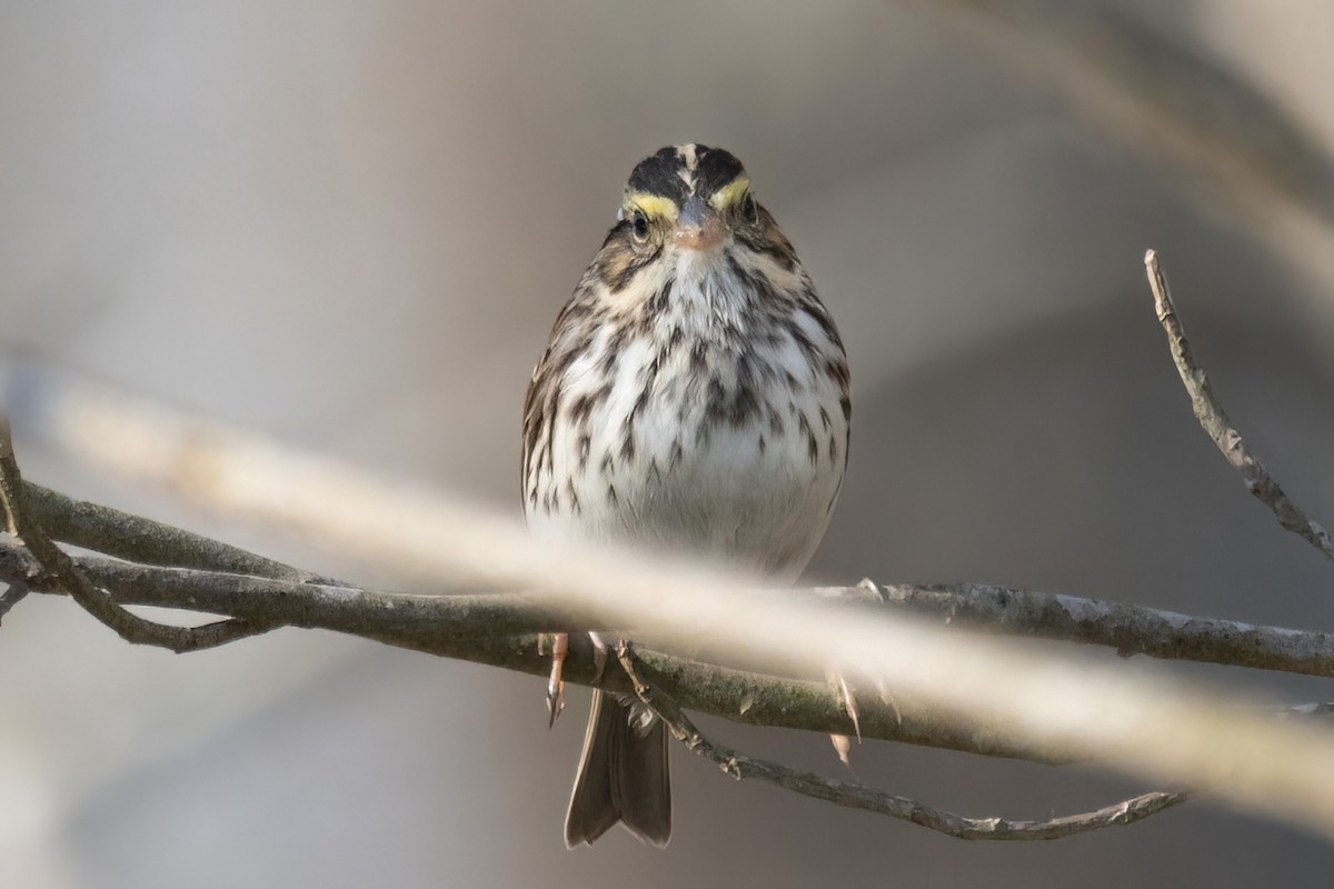 Savannah Sparrow - ML432315481