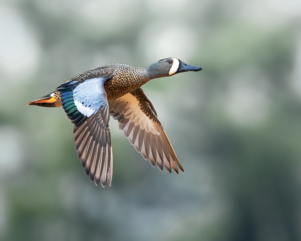 Blue-winged Teal - ML432316351