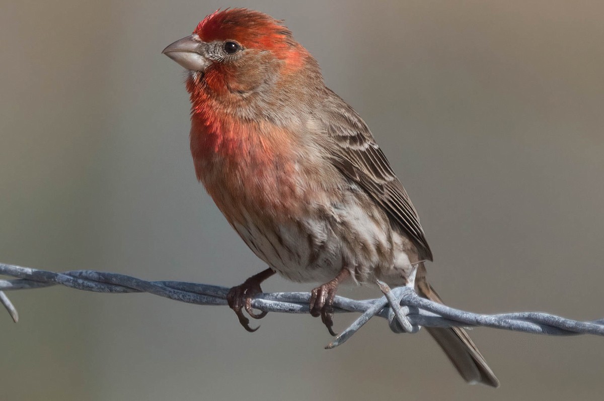 House Finch - ML432316911