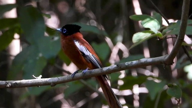 Malagasy Paradise-Flycatcher (Malagasy) - ML432317271