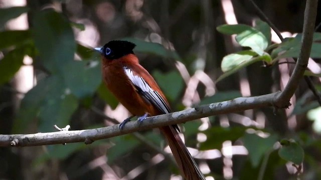 Tchitrec malgache (groupe mutata) - ML432317271