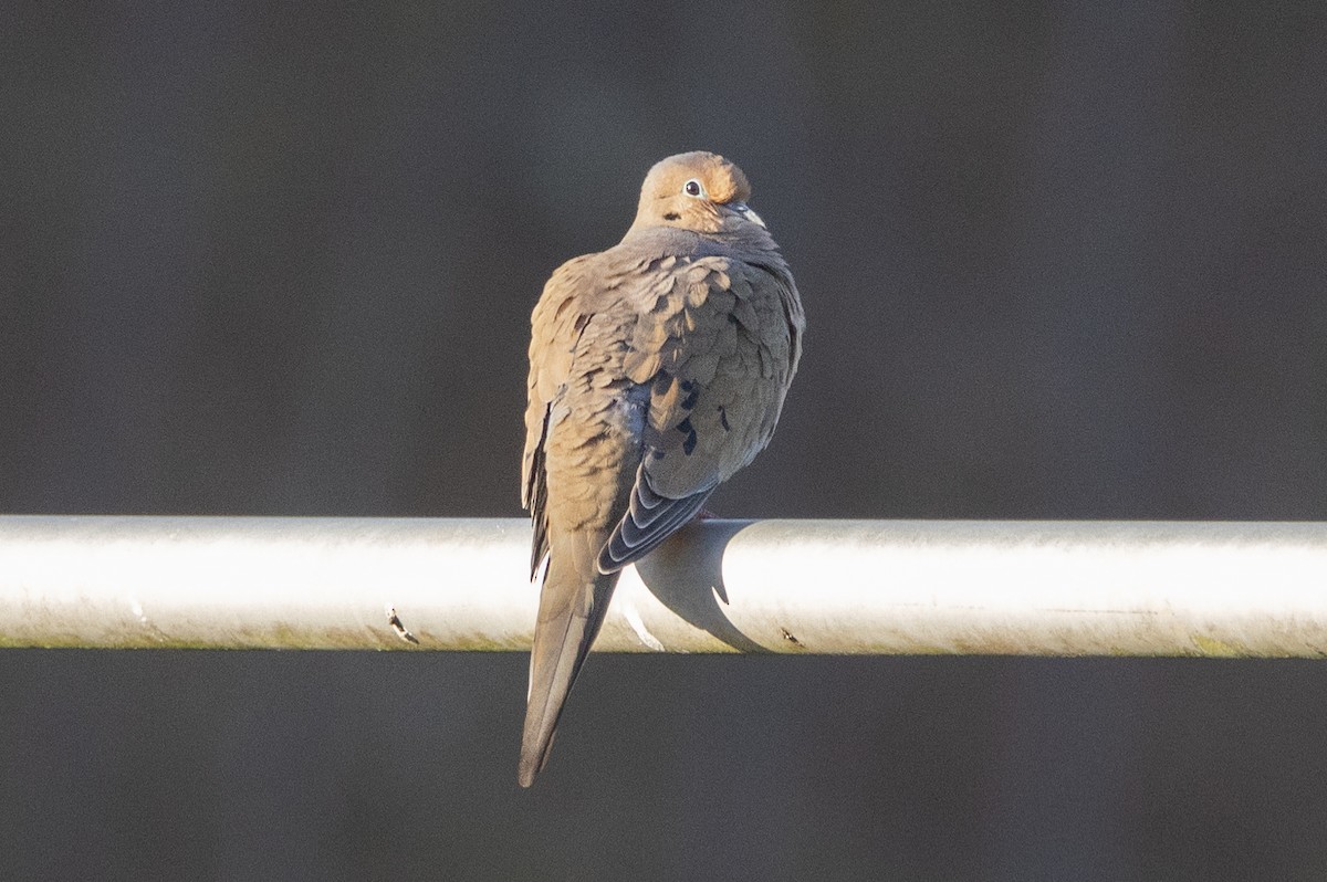 Mourning Dove - Kent Fiala