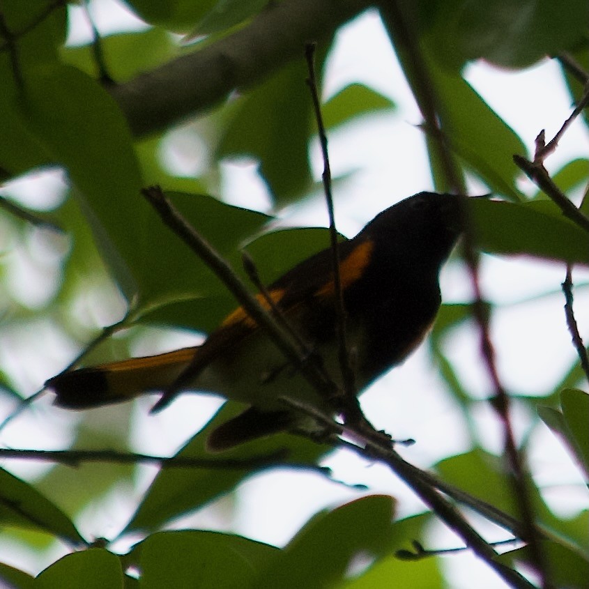 American Redstart - ML432319011