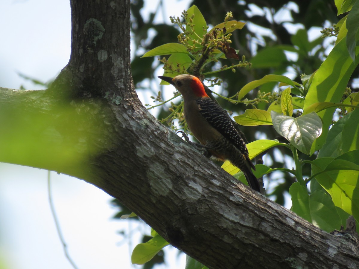 Golden-fronted Woodpecker - ML432319021