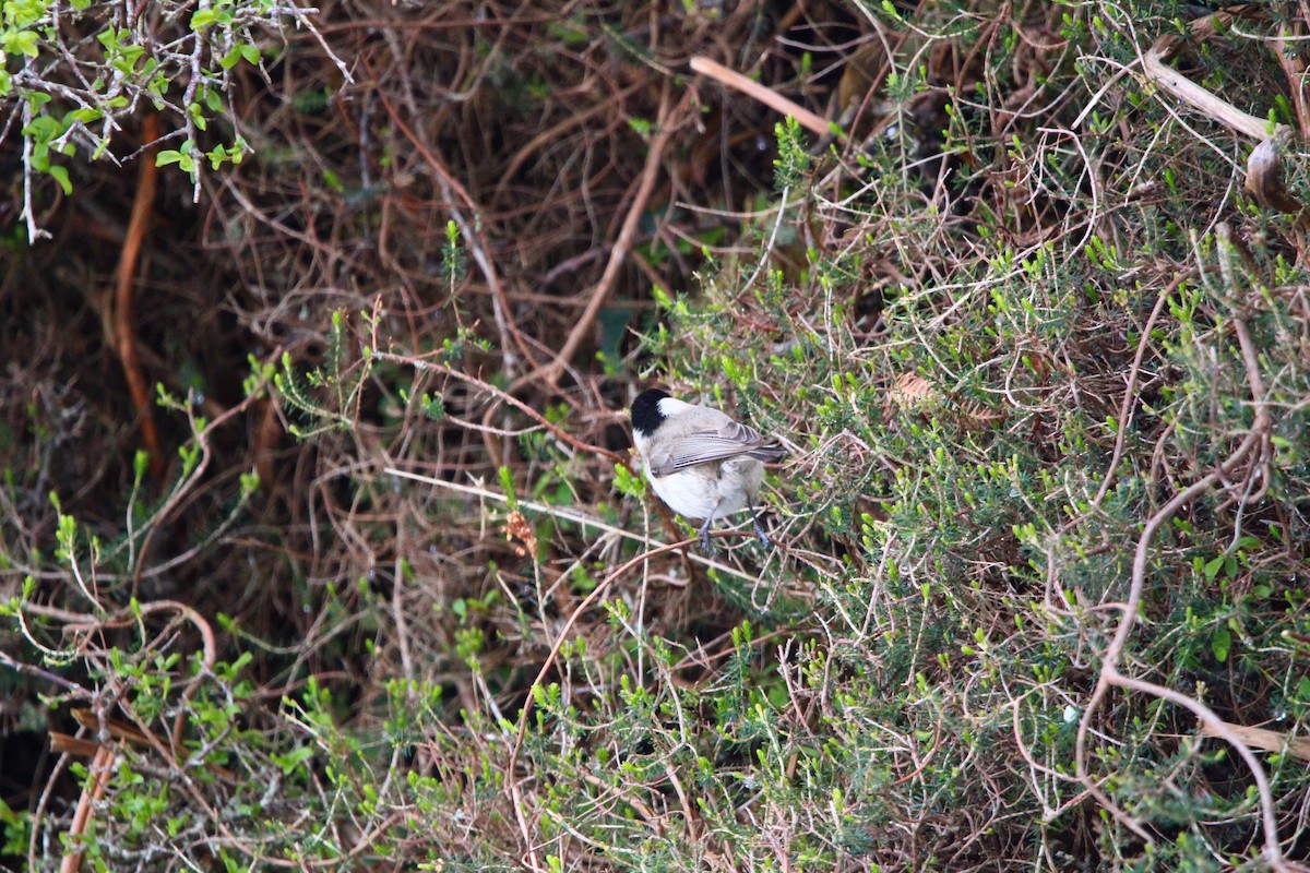 Marsh Tit - ML432319821