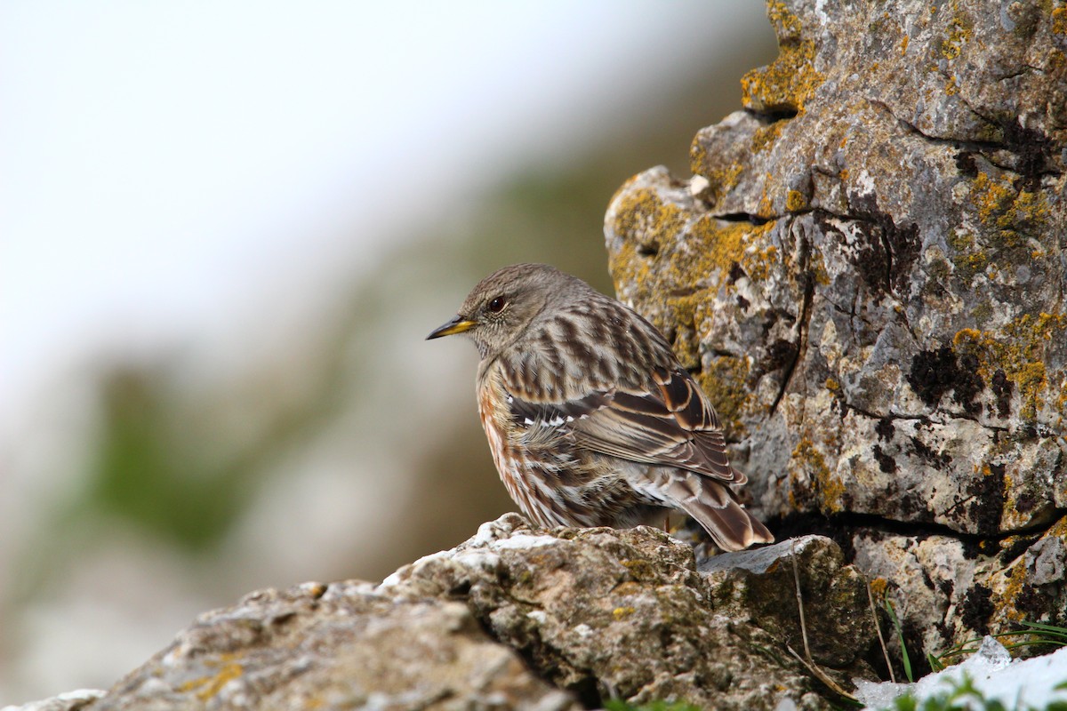 Alpine Accentor - ML432320141