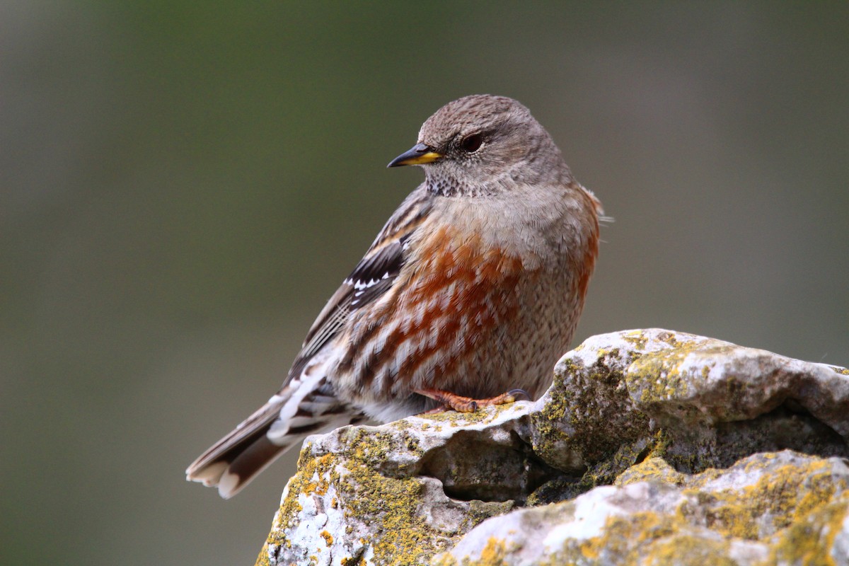 Alpine Accentor - ML432320171