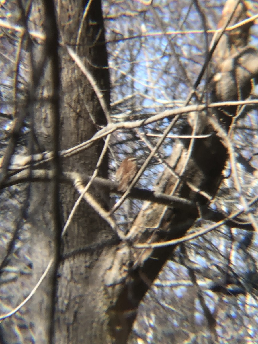 Carolina Wren - ML432320201