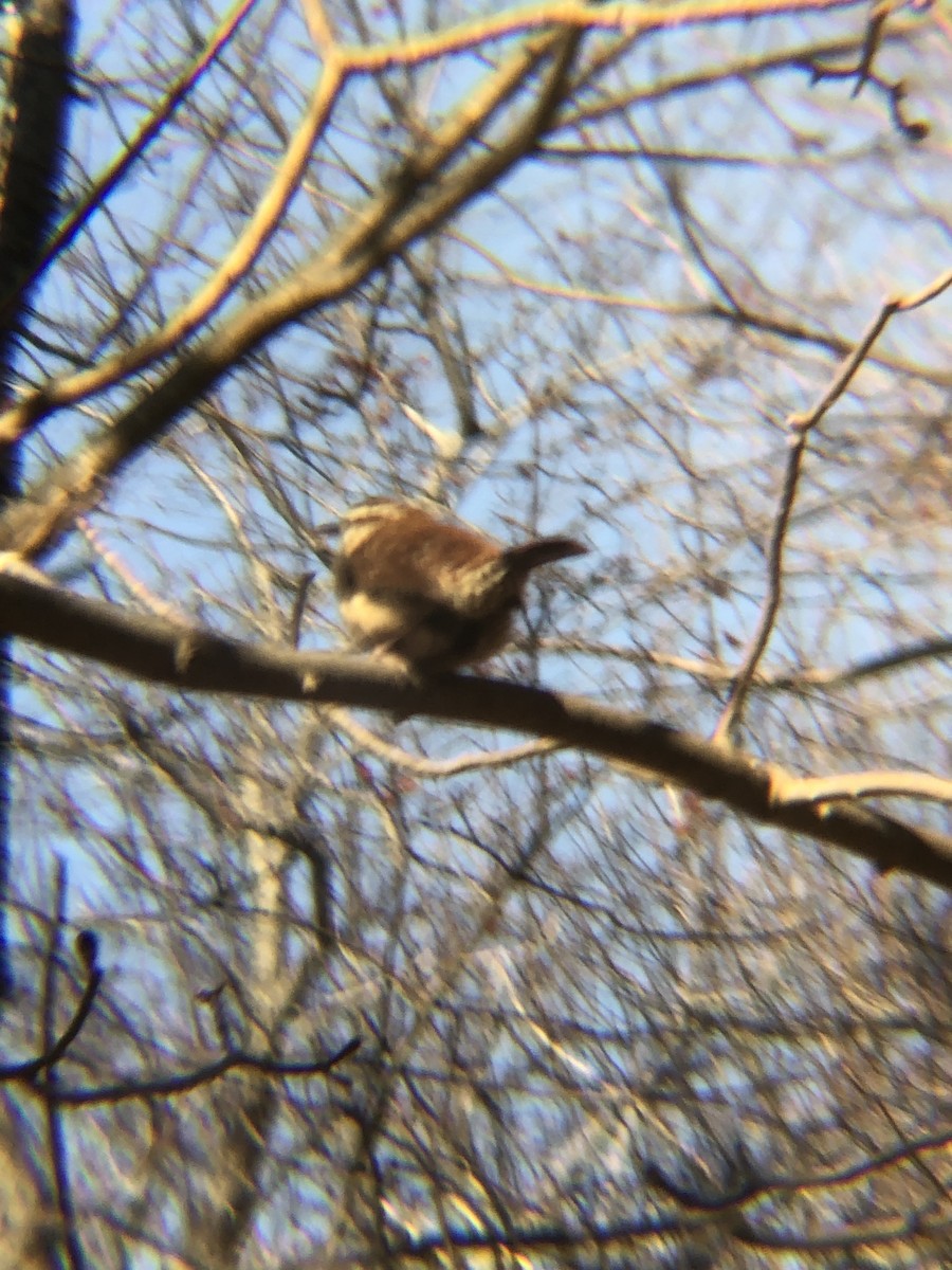 Carolina Wren - ML432320251