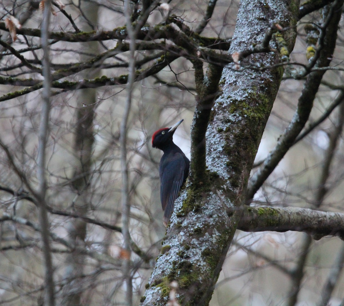 Black Woodpecker - ML432320601