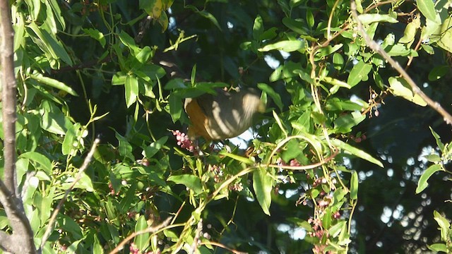 Rufous-bellied Thrush - ML432321261