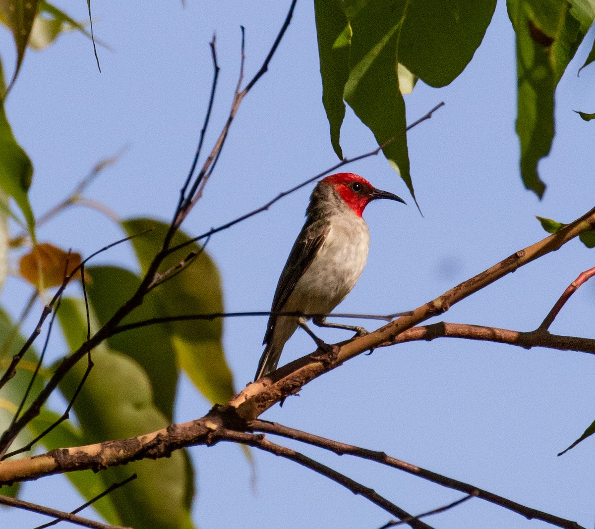 Mielero de Alor - ML432322111