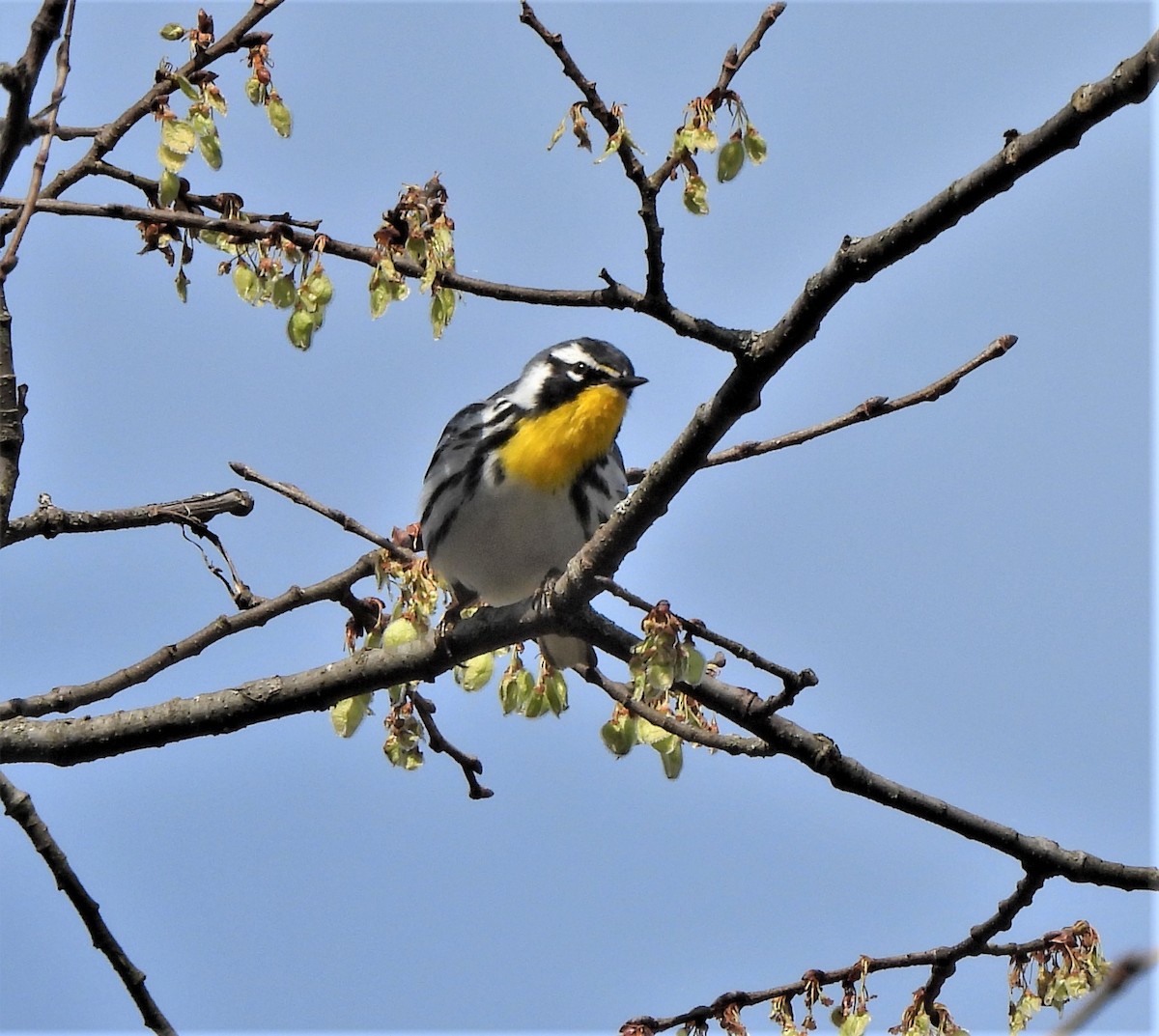 Yellow-throated Warbler - ML432322591