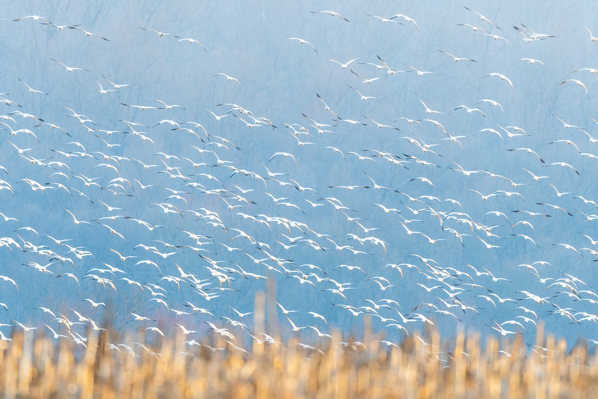 Snow Goose - ML432322981