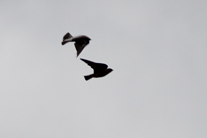 Golondrina Aserrada - ML432323431