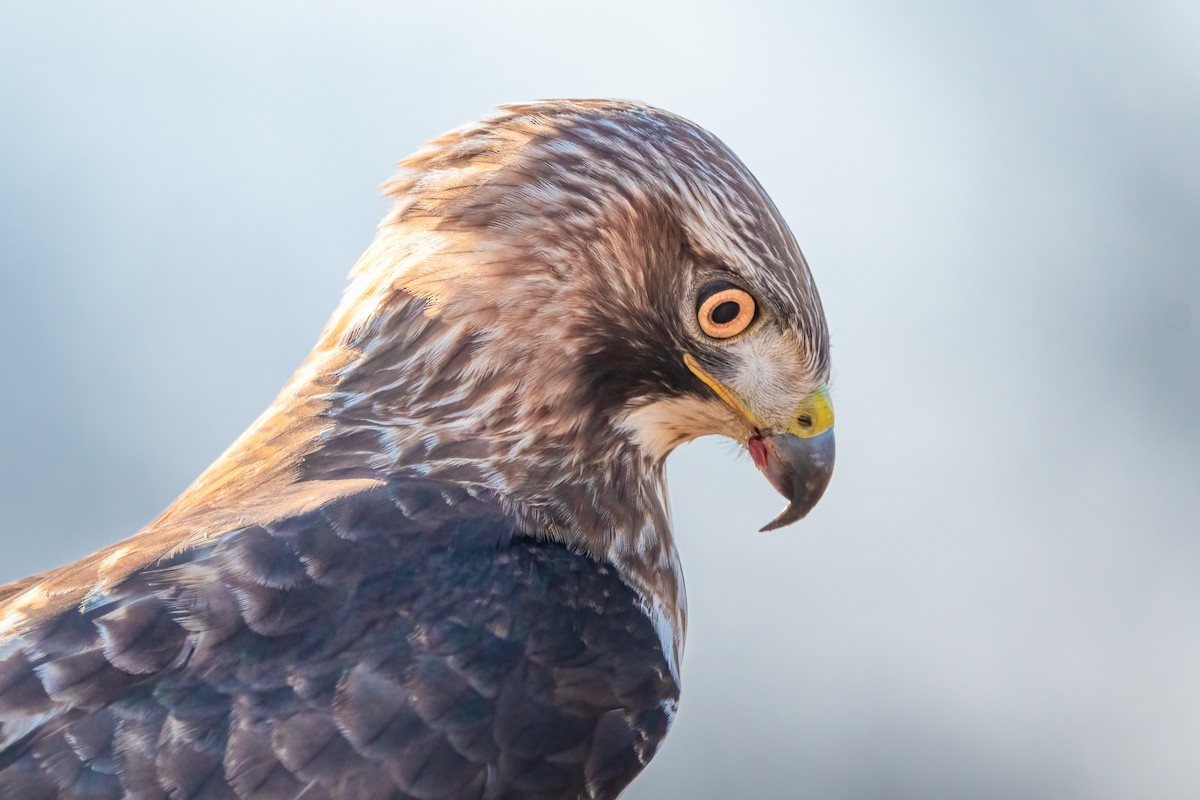 Red-tailed Hawk - ML432323801