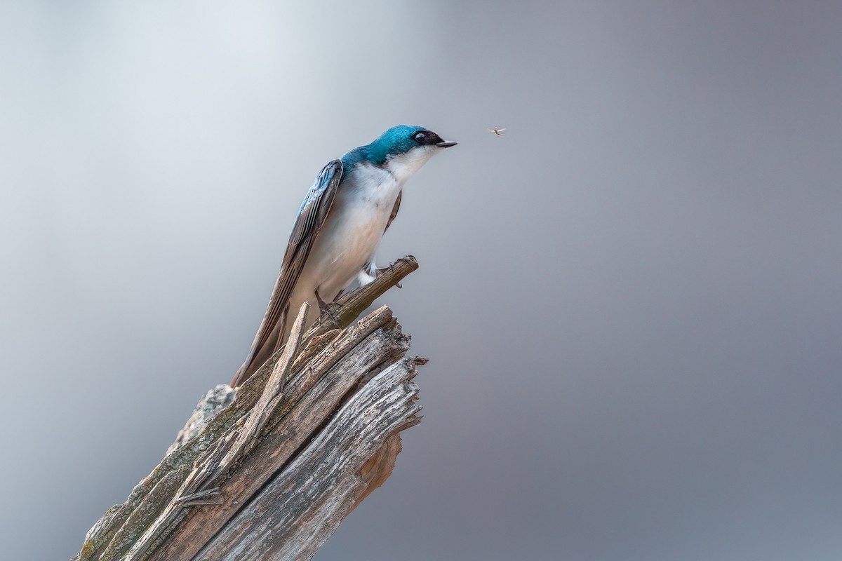 Tree Swallow - ML432323891