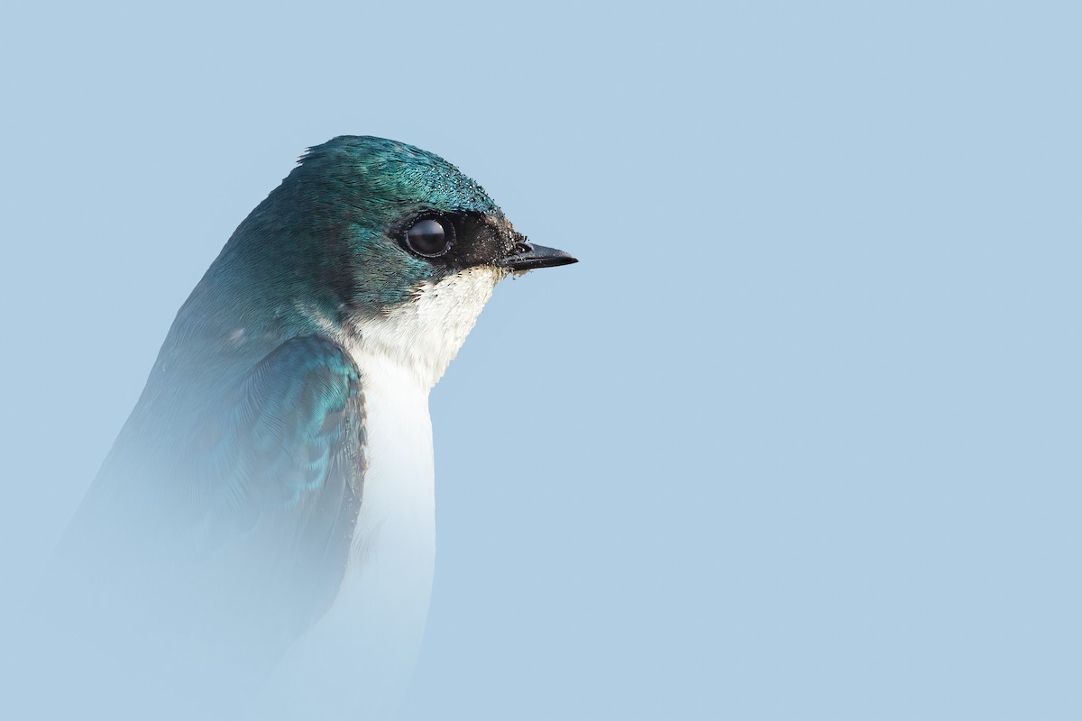 Golondrina Bicolor - ML432323931