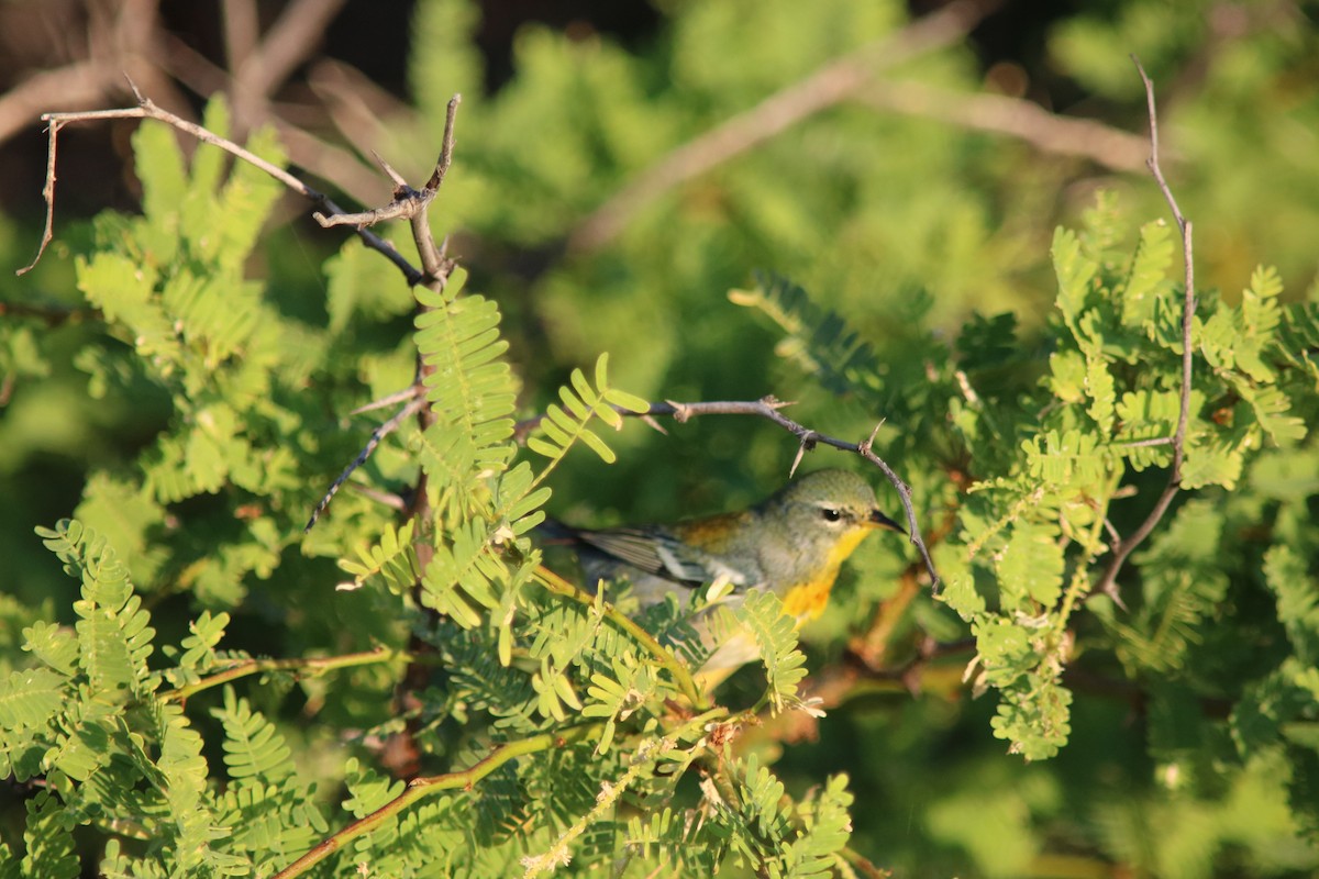 Northern Parula - ML432323941