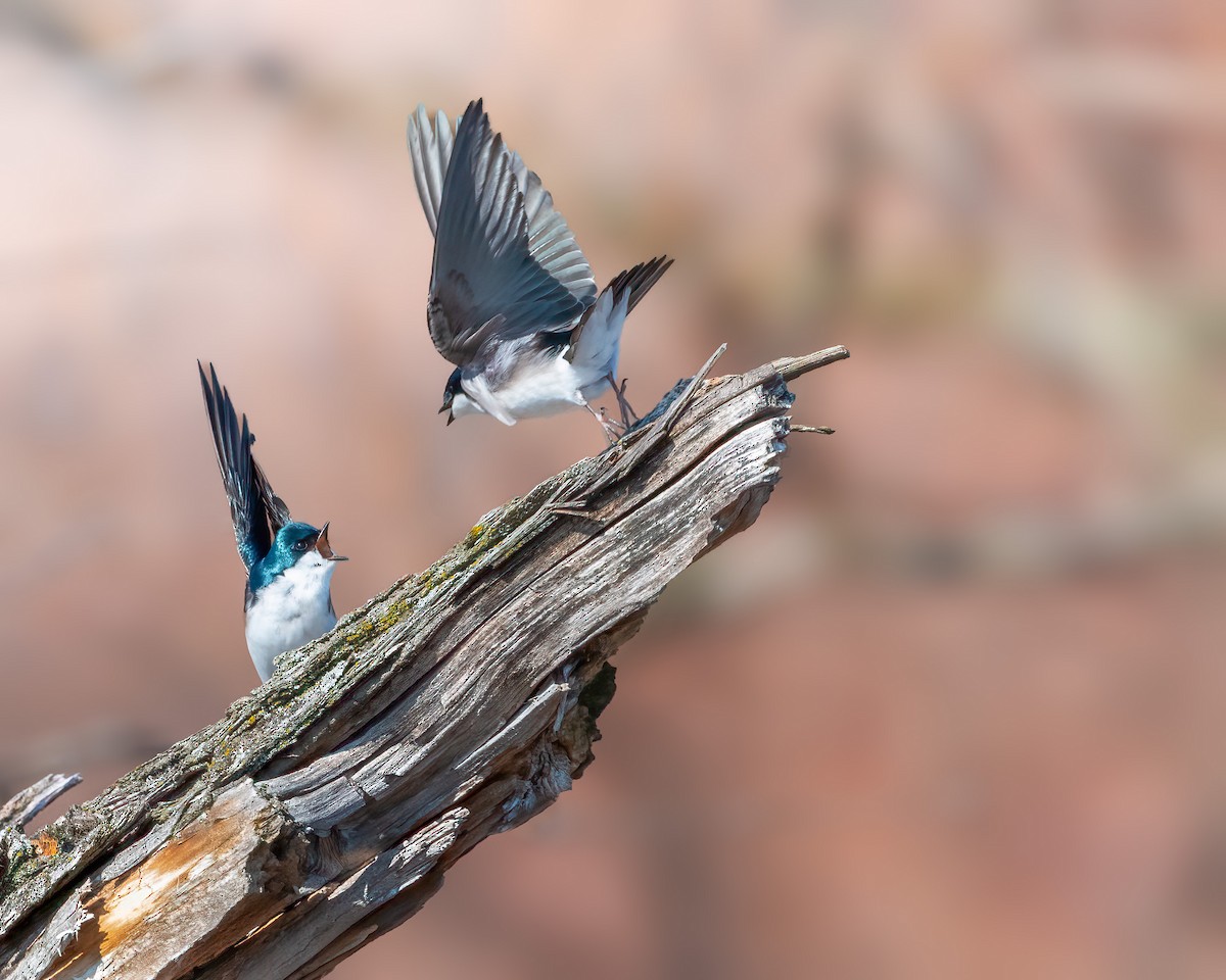 Tree Swallow - ML432323961