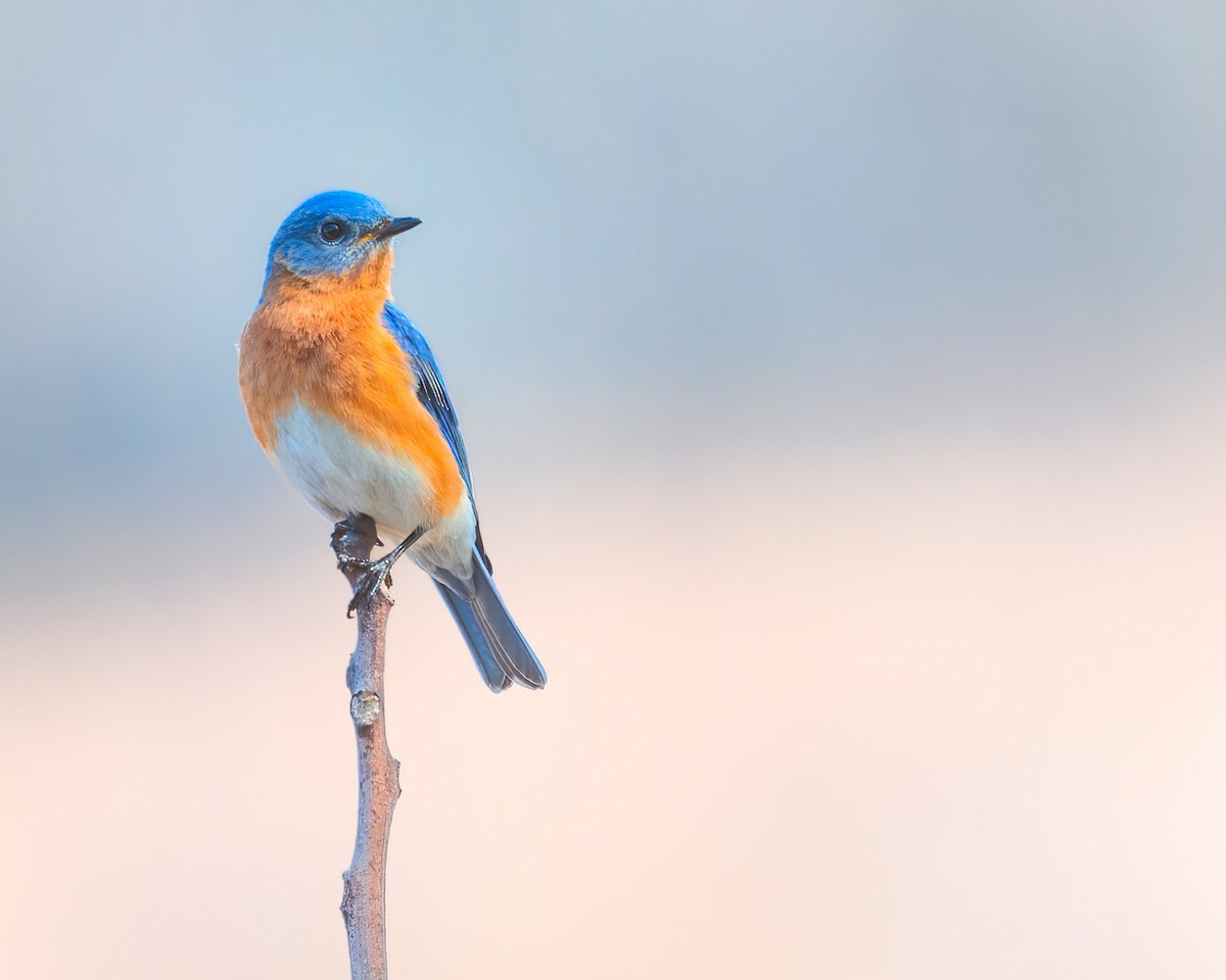 Eastern Bluebird - ML432323991