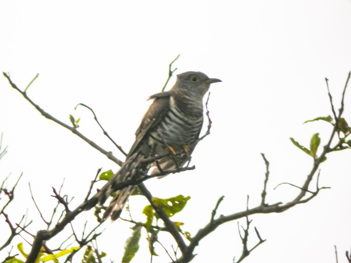 Coucou à ailes courtes - ML432324001