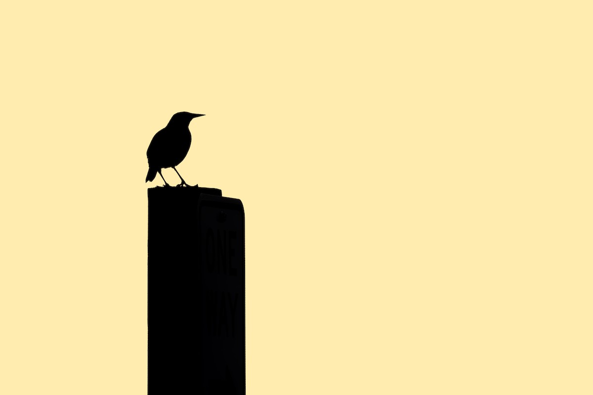 Eastern Meadowlark - ML432324211