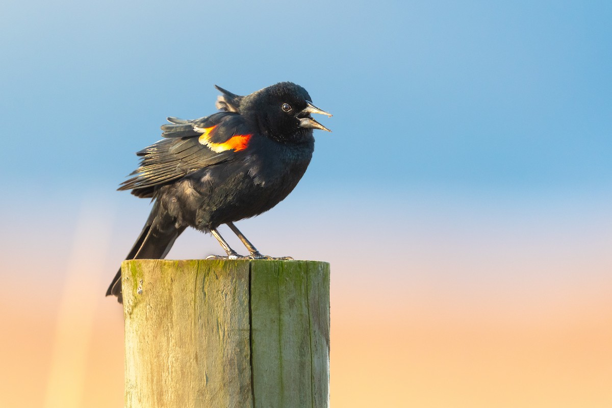 Red-winged Blackbird - ML432324301