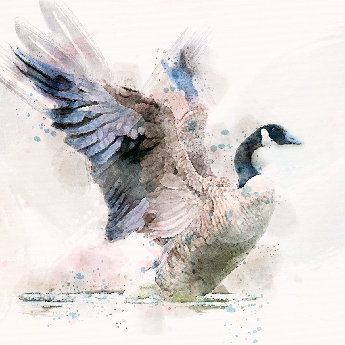 Canada Goose - ML432324731