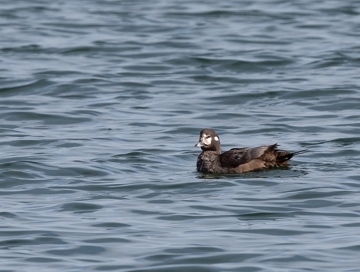 Harlequin Duck - Sheila Meehan