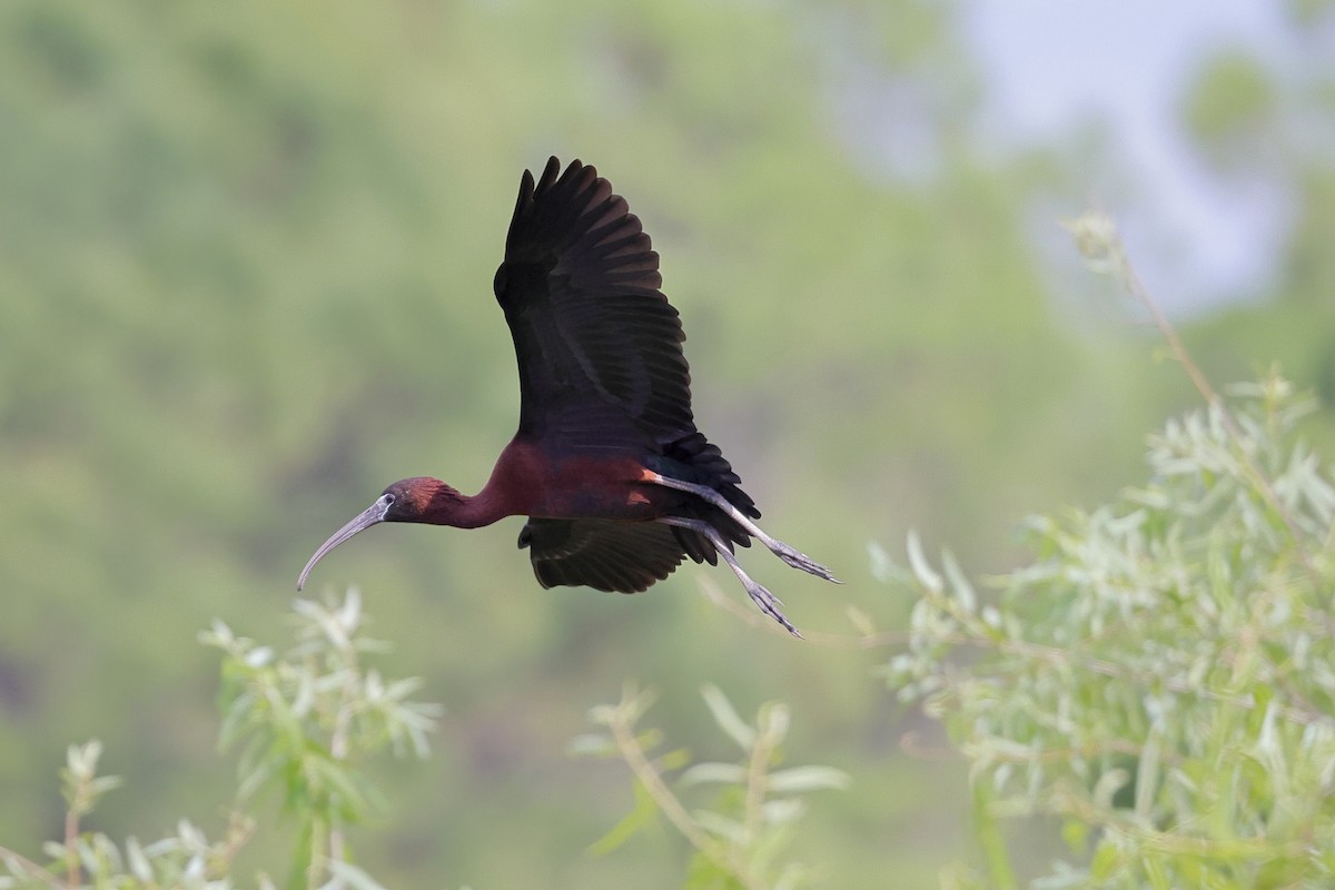 Glossy Ibis - ML432327681