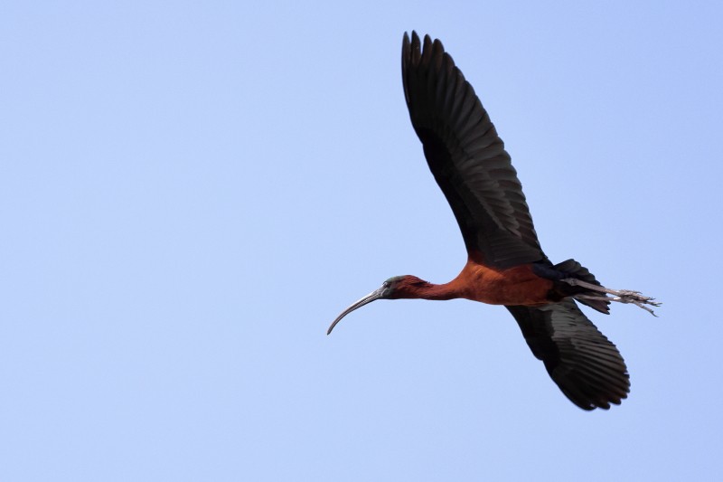 Glossy Ibis - ML432328051