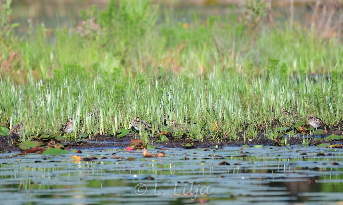 Wilson's Snipe - ML432328671