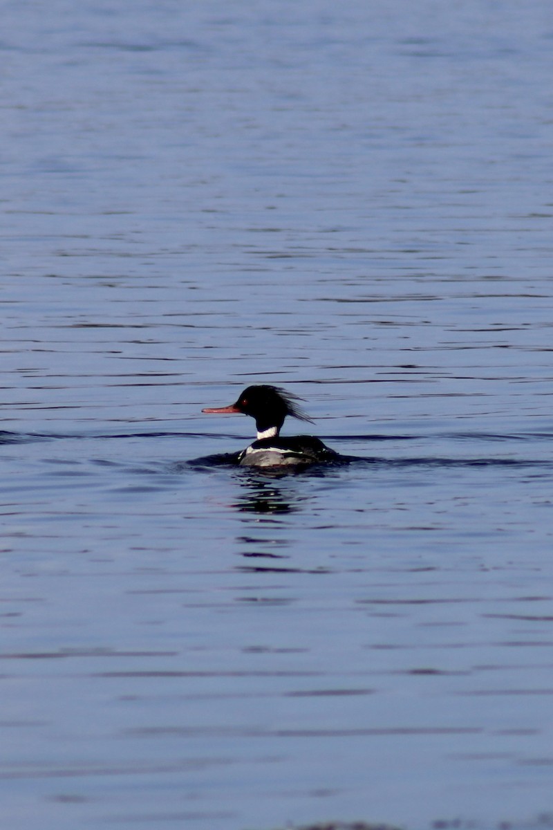 Red-breasted Merganser - ML432329011