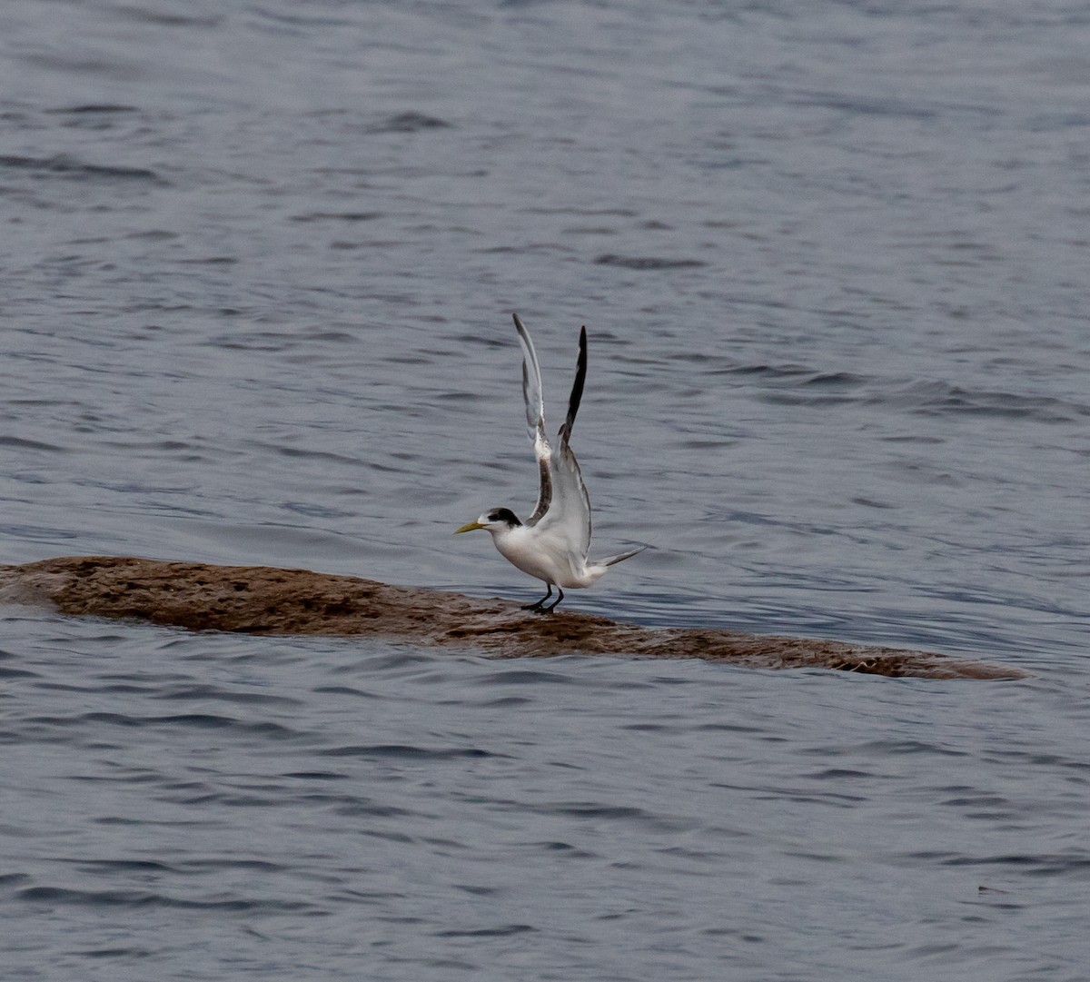 Great Crested Tern - ML432329101