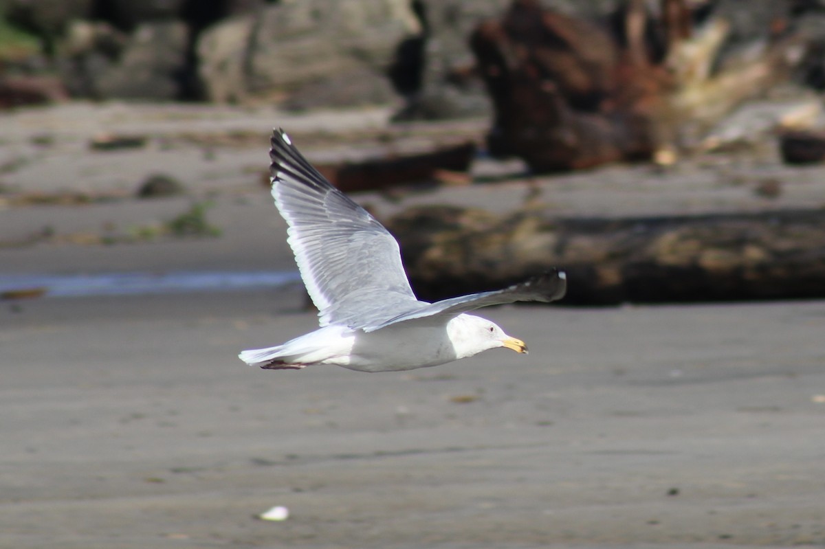 California Gull - ML432329121