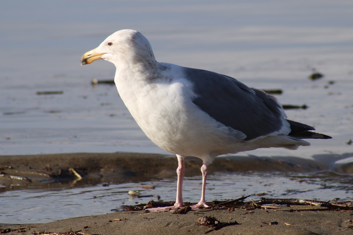 California Gull - ML432329131