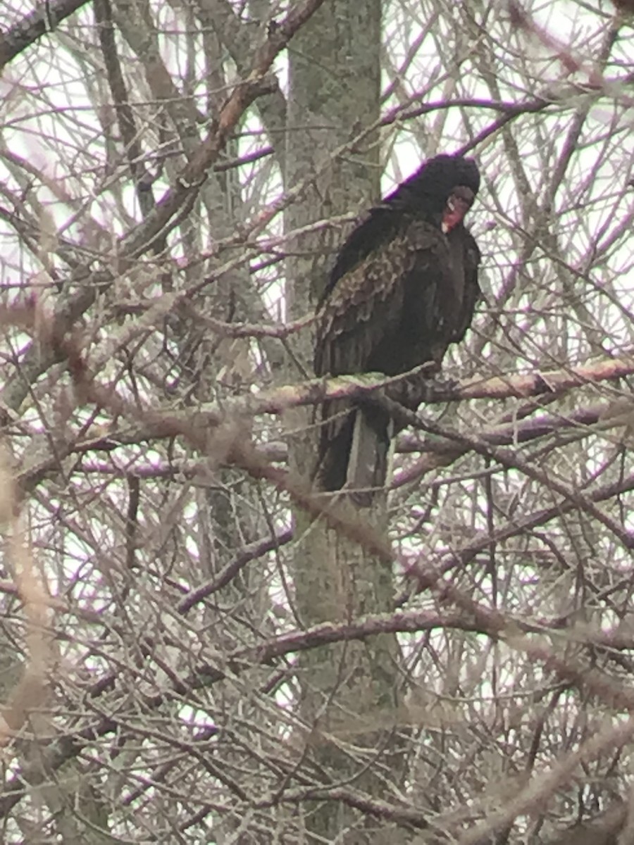 Turkey Vulture - Thomas Wood