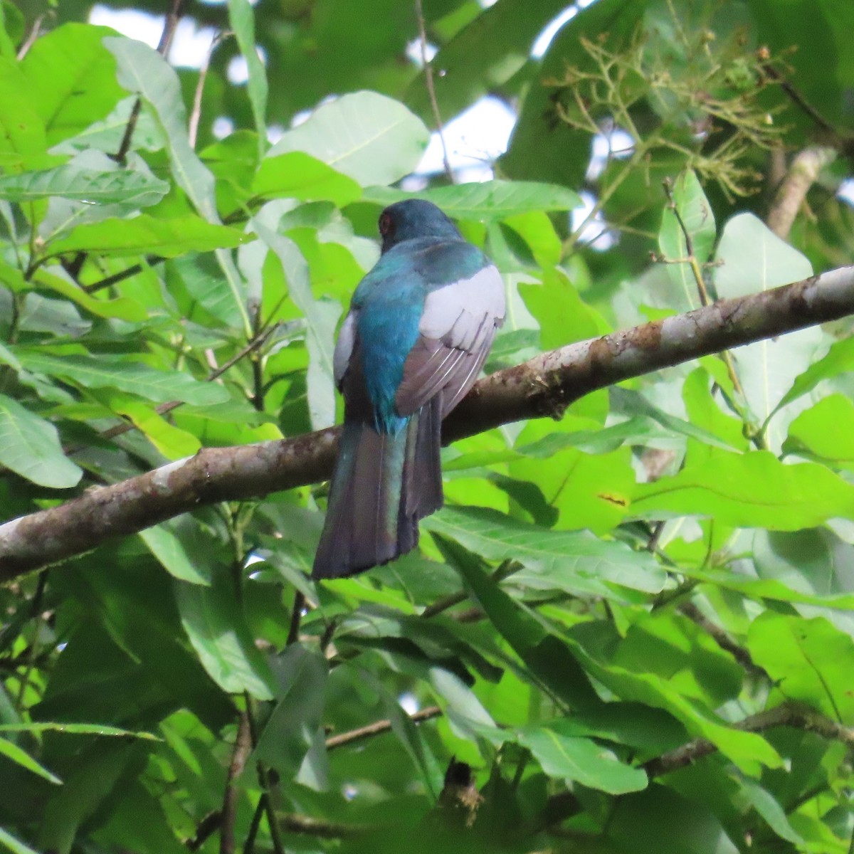 Trogon à queue noire (macroura) - ML432329961