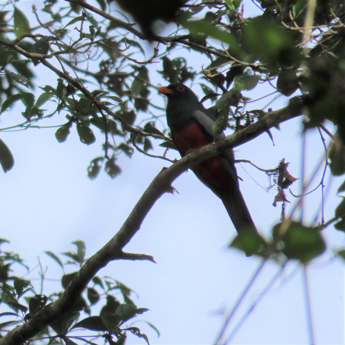 Kara Kuyruklu Trogon (macroura) - ML432329991